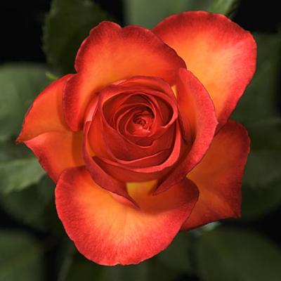 Pat Egaas: Fancy Amazon Rose