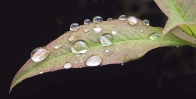 Don Cooper: Water Drops on Leaf