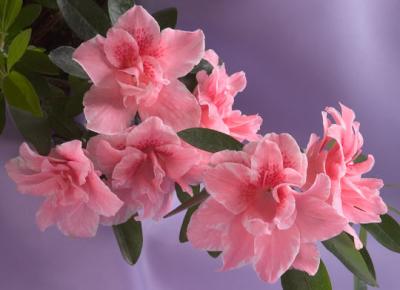 Pat Egaas: Pink Azalea Blossoms