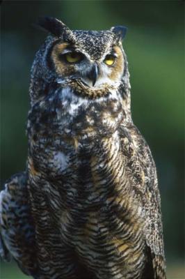 Tom DeVange: Great Horned Owl