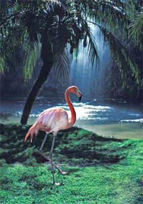 Pat Egaas: Flamingo