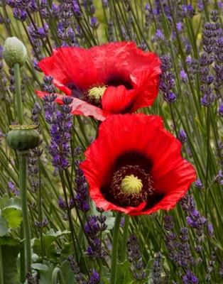 Hal Muhrlein: Poppy in Lavender
