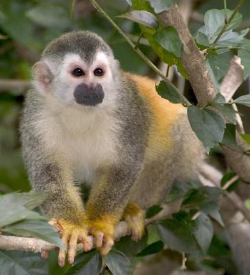 Hal Muhrlein: Spider Monkey, Costa Rica