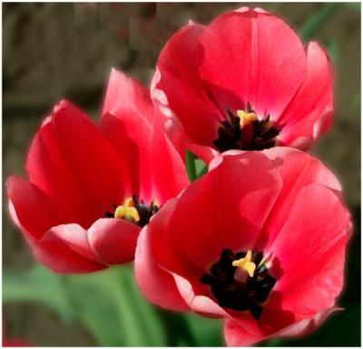 Don Cooper: Three Tulips