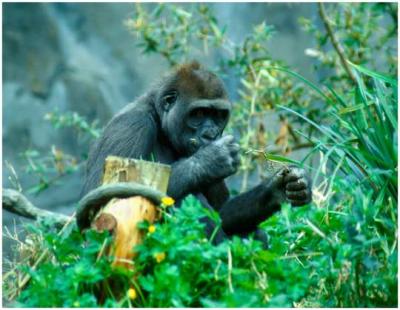 Bob Oze: Hungry Ape