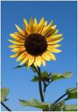 Hal Muhrlein: Sun Flower