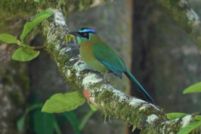 Blue-crowned Motmot