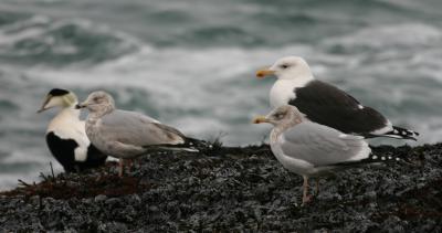 u39/birdercellist/medium/40558554.134_3438cropped.jpg