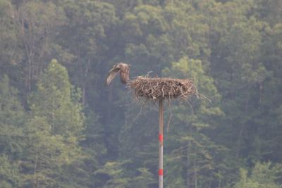 Osprey leaving nest