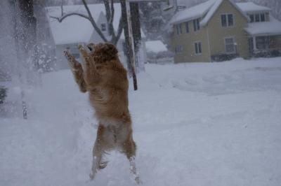 Golden_Snowbiter_Boogie