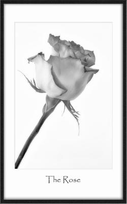 The Rose