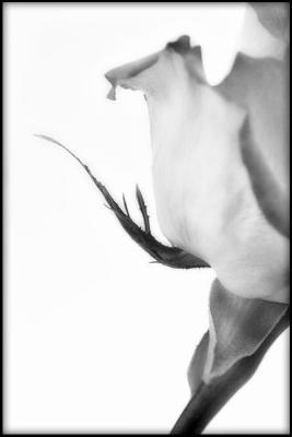 Rose in Duotone Dream