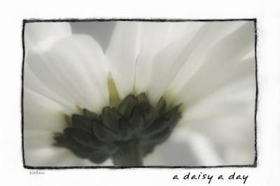 A Daisy A Day