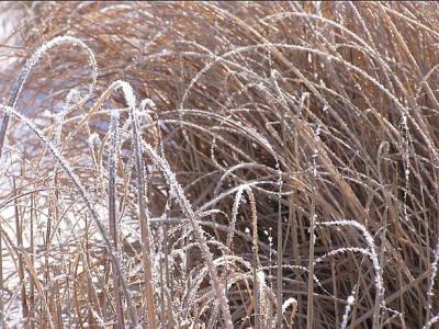 u39/blphotography/medium/25675659.frostonMiscanthus2104.jpg
