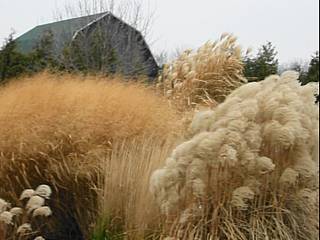 u39/blphotography/upload/25429269.BackMiscanthusGiganteusPanicumCloudNineFrontMalepartus.jpg
