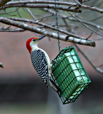 woodpecker 001.jpg