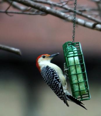 woodpecker 003.jpg