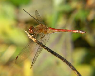 wDragonfly6.jpg