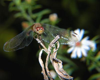 wDragonfly7.jpg