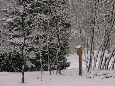 wWinter Scene1.jpg