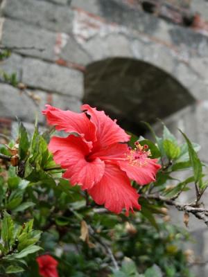 Garden of the convent of St. Augustine, Manila