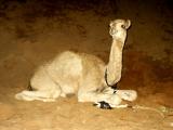 Baby camel