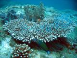Fine Table Coral (Acropora cytherea)