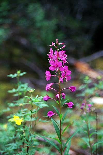 Fireweed