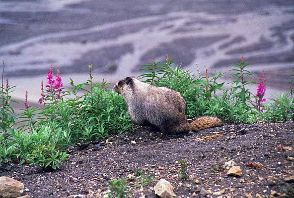 Marmot, Denali