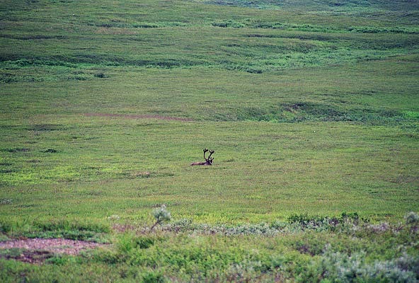 Caribou, Denali