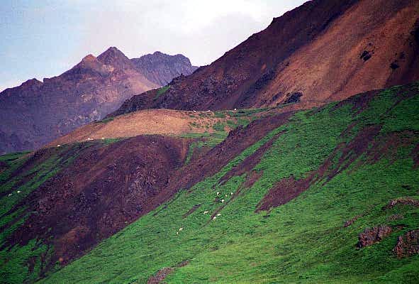 Dall Sheep on the mountainside (little white specks)