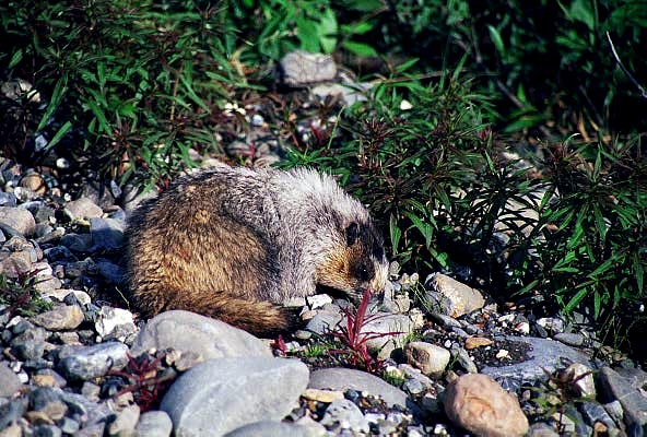 Marmot