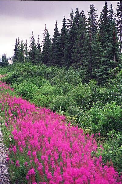 Fireweed...can you believe they call it a weed