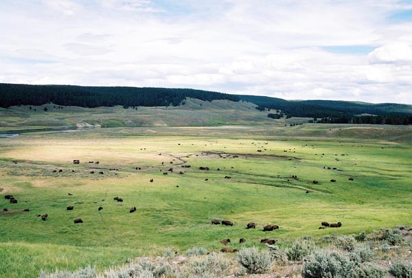 Hayden Valley bison herd