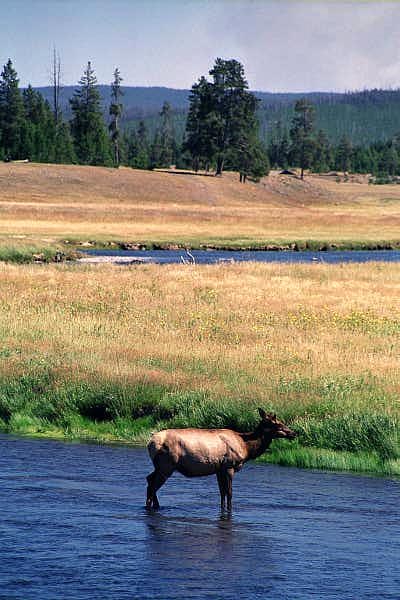 Madison Valley elk