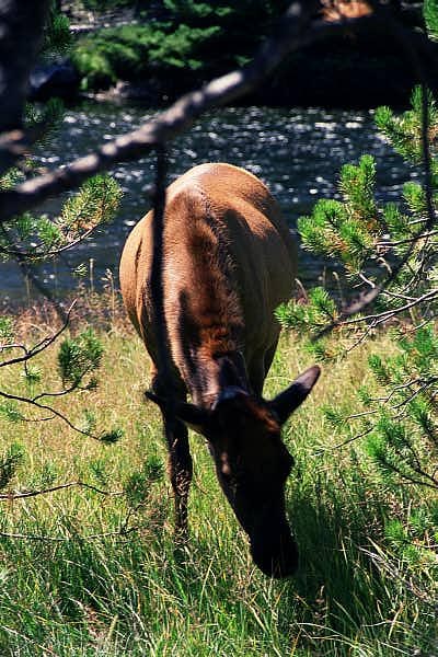 Elk, Madison Valley