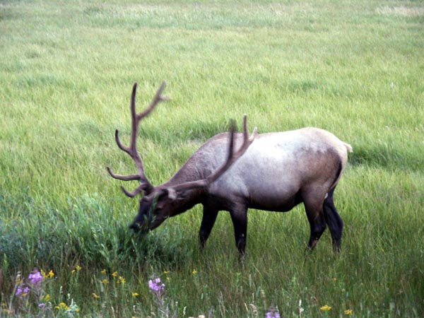 Elk, Roosevelt Country