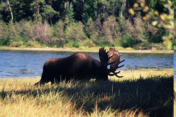 Old bull moose, Two Ocean Lake