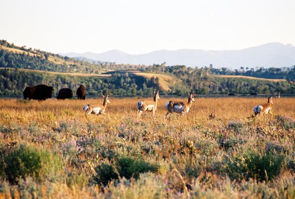 Pronghorn antelope and bison