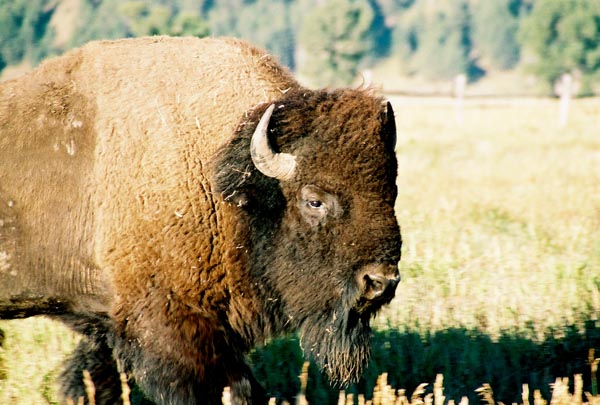 Bison, Grand Teton