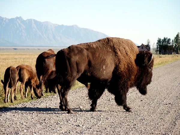 Old bull, Grand Teton