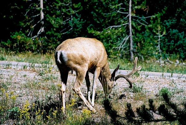 Deer, Grand Teton