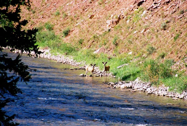 Deer along the Hoback River, Wyoming