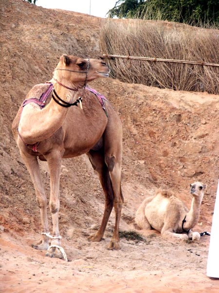 Mother and baby camel