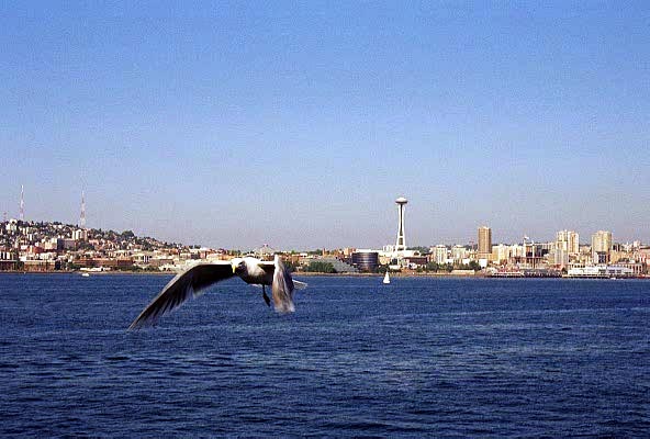 Seagull and Space Needle