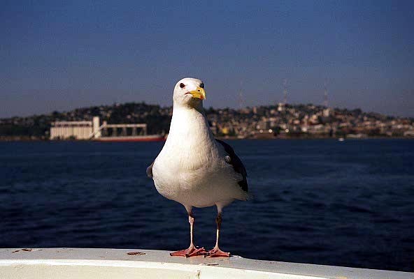 Seagull on the ferry