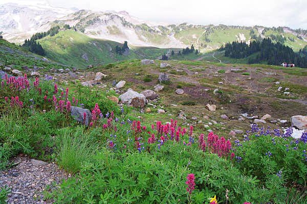 Wildflowers at Paradise, Mount Rainier