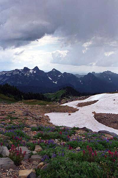 Snowfields and wildflowers, Paradise
