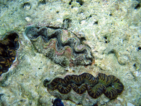 Giant clams, Lo Samah Bay, Ko Phi Phi Le