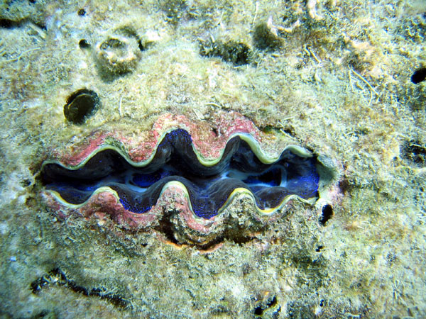 Giant clam, Lo Samah Bay, Ko Phi Phi Le